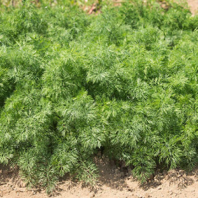 CYBEXIS PAU-79 - Dill Mammoth Giant - (250 Seeds) Seed(250 per packet)