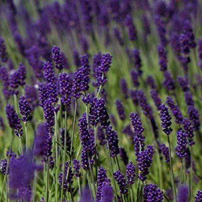 Qualtivate PAU-225 English Lavender Lavandula Angustifolia Seed(500 per packet)