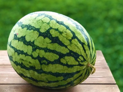 Aywal Best Quality Juicy Hybrid F1 Watermelon Water Melon, Tarbuj, Tormuj Seed(550 per packet)