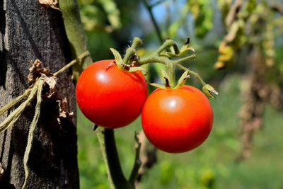 Click to buy tomato Seed(30 per packet)