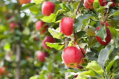 Decon Apple Seed(10 per packet)