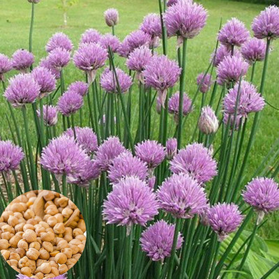 KNESSiN Ezo green onion Seed(1250 per packet)