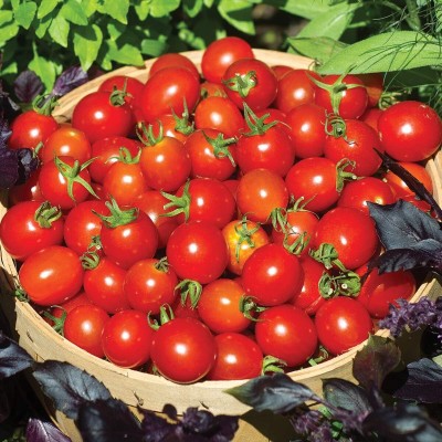 Qualtivate HUA-4A Hybrid |Red Cherry Tomato Seed(300 per packet)