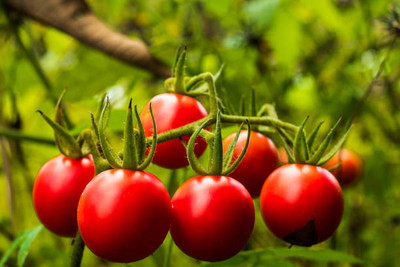 HOIVA tomato Seed(100 per packet)