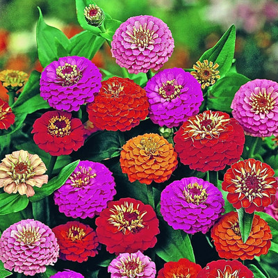 Lorvox Zinnia 'Scabiosa Flowered Seed(30 per packet)