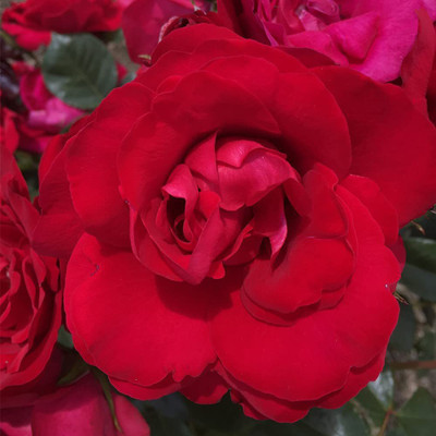 CYBEXIS NDIR-34 - Red Climbing Rose - (900 Seeds) Seed(900 per packet)