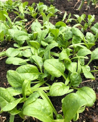 Avysa Palak/Spinach Vegetables Seed(500 per packet)