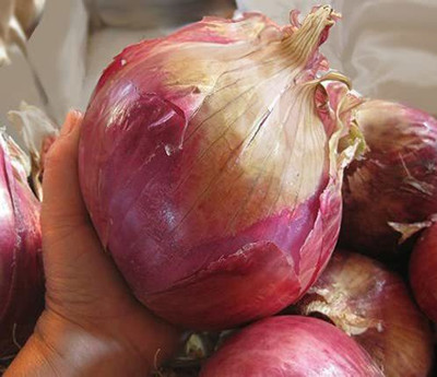 CRGO ONION , PYAAZ Seed(75 per packet)