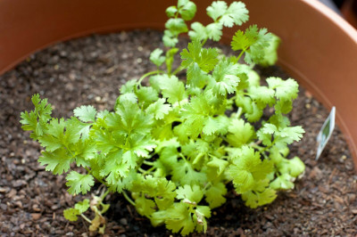 ZIXA Coriander Seed(300 per packet)