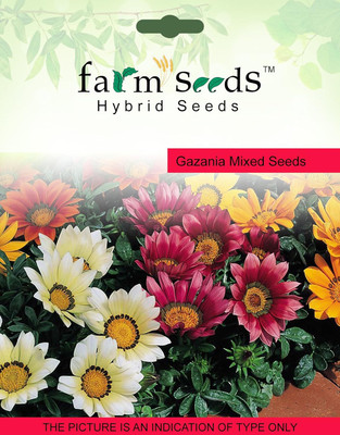 KNESSiN Gazania Mixed Seed(25 per packet)