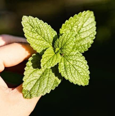 KANAYA Mint/Pudina Hybrid Seed(85 per packet)