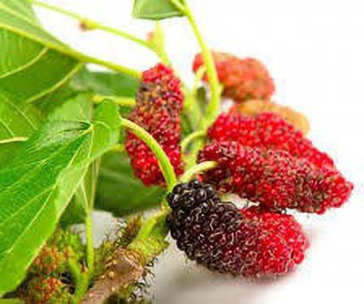 Oliver mulberry(shahatoot) fruit seeds Seed(231 per packet)