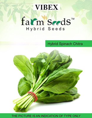 WILLVINE Hybrid Spinach Chitra Seeds-(2000 Seeds) Seed(2000 per packet)