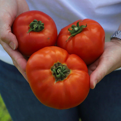 VRAKSHA Tomato Amelia Seed(1500 per packet)