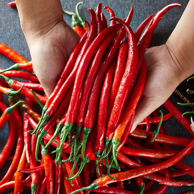 KNESSiN Red Hot Chilli Pepper Seed(200 per packet)
