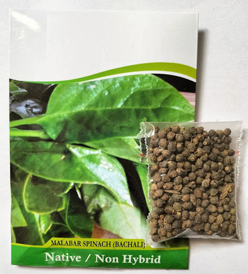 VibeX ® VMR-684 MALABAR Hybrid Spinach (Basella alba) Seed(500 per packet)