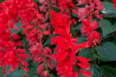 Quentova Red salvia, scarlet sage-UK-2R Seed(75 per packet)