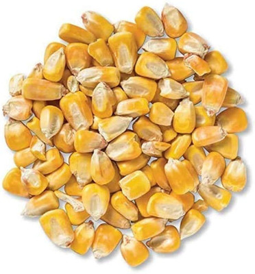 MOONQULTY hybrid corn, Bhutta, Makka 30 Seed(30 per packet)