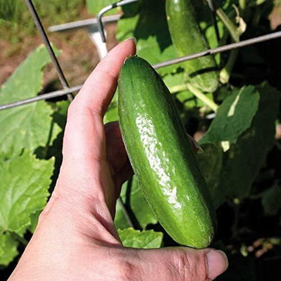 CYBEXIS XLR-40 - Baby Cucumber Gormet Mini - (450 Seeds) Seed(450 per packet)
