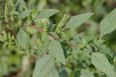 Aywal Amaranthus Burgundy Red/ Dark Green Flower Seed(20 per packet)