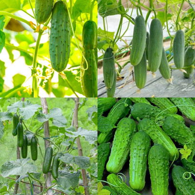 ibains Big cucumber seeds Kakari sosa seeds bij 57 Seed(57 per packet)