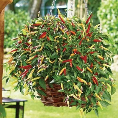 CYBEXIS High Yield Pepper Chilli - Volante Hot Red Seeds1200 Seeds Seed(1200 per packet)