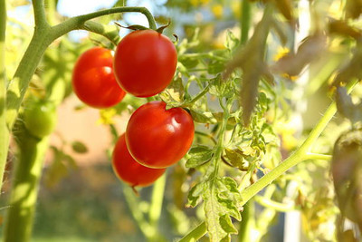 Bamboo tomato Seed(135 per packet)