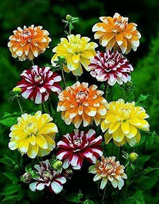 Aywal Dahlia Double Figaro Mix Seed(100 per packet)