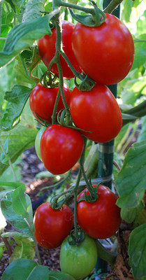 KNESSiN IHS-91 Salad Tomato Enchantment Seed(200 per packet)