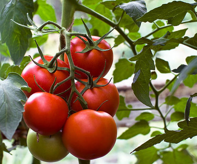 FRESHO tomato Seed(70 per packet)