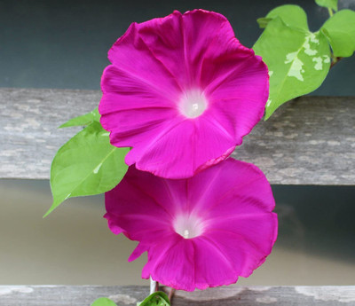 CYBEXIS HUA-99 - Morning Glory Flower - (100 Seeds) Seed(100 per packet)