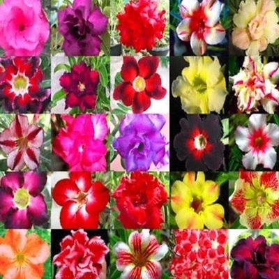 VibeX PAU-28 - Adenium obesum (Desert Rose) - (35 Seeds) Seed(35 per packet)