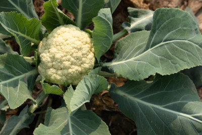 polkaplanet white cauliflower,gobhee seeds Seed(40 per packet)
