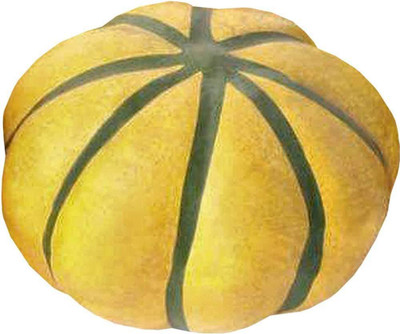CYBEXIS Organic Cucurbita Moschata Squash Pumpkin Seeds400 Seeds Seed(400 per packet)