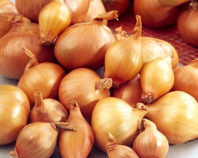 Quentova Shallots Onion-LXI-10J Seed(250 per packet)