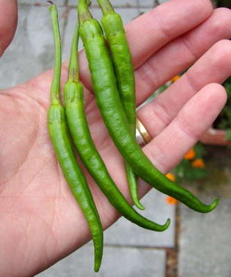 CYBEXIS High Yield Hot Chilli seeds DE CAYENNE-300 Seeds Seed(300 per packet)