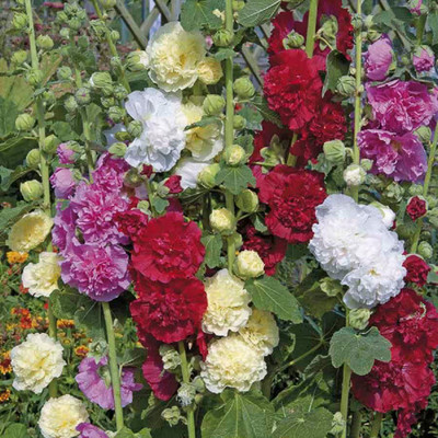 Lorvox Hollyhock Flower Seed(30 per packet)