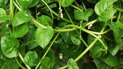 VibeX PAU-11 - Malabar Spinach - (750 Seeds) Seed(750 per packet)