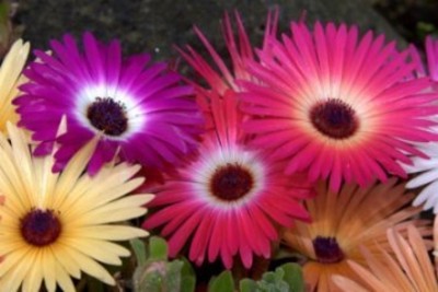 Lorvox Ice Plant Mixed Colour Flower Seeds Hybrid F1 Seeds for Home Garden All Season Seed(90 per packet)