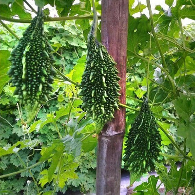 SUPRIKAM bitter gourd Seed(40 per packet)