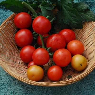 VRAKSHA Tomatoes Cherry Red टमाटर Seed(300 per packet)