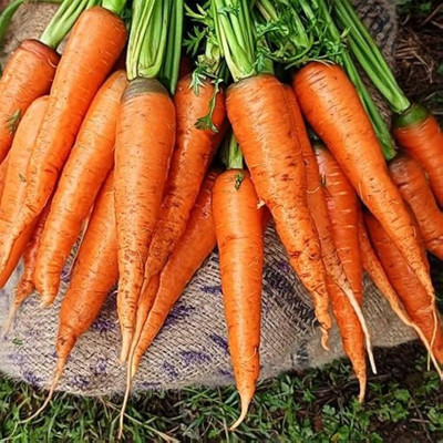 LIFELEX Carrot seeds, Gajar Ka Seed(36 per packet)