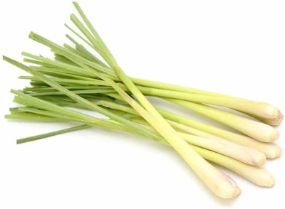 Quentova Lemon grass/लेमन ग्रास (Cymbopogon citratus)-SWAT-5J Seed(50 per packet)