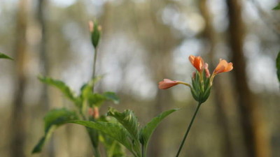jui halder kanakambaram-firecracker-crossandra Seed(19 per packet)
