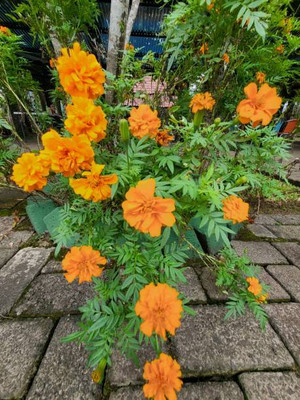 Mewar Impex marigold,gende ka phool seeds Seed(22 per packet)
