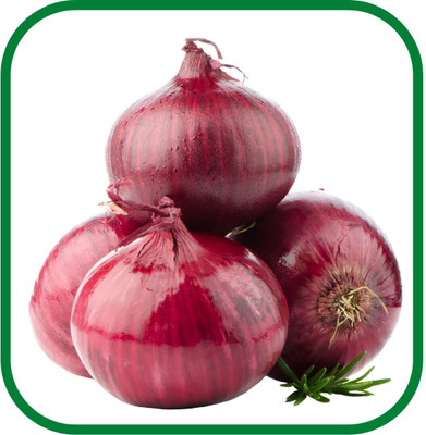Qualtivate FXL-5AT ONION |Easy To Grow Seed(500 per packet)