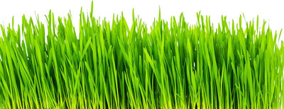 Qualtivate GBPUT-75 Cat Grass Hard Red Winter Wheat Seed(2000 per packet)