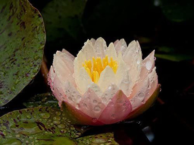 CYBEXIS XL-29 - Water Lily Flower Plant - (270 Seeds) Seed(270 per packet)