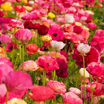 Epazo Imported Double Peony Ranunculus Flower Bulbs For Indoor/Outdoor Gardening Seed(4 per packet)