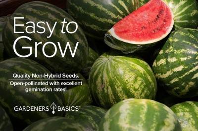 Qualtivate HYB-3A Watermelon Crimson Sweet Heirloom Seed(100 per packet)